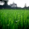 Shallow Focus Photography of Green Grasses during Daytime