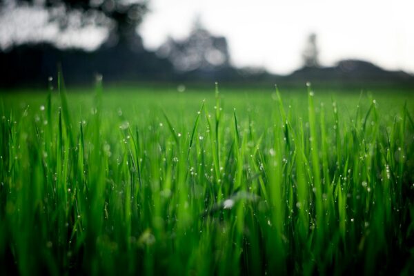 Photo by FOX Shallow Focus Photography of Green Grasses during Daytime